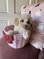 Lulu, a female Maltipoo for sale in Beverly Hills, CA – Photo 4 of 4