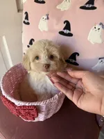 Lulu, a female Maltipoo for sale in Beverly Hills, CA – Photo 1 of 4