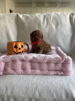 Cooper, a male Poodle - Toy  for sale in Canyon Country, CA – 5 of 6