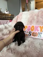 Izzy, a female Poodle - Toy  for sale in Canyon Country, CA – 4 of 5