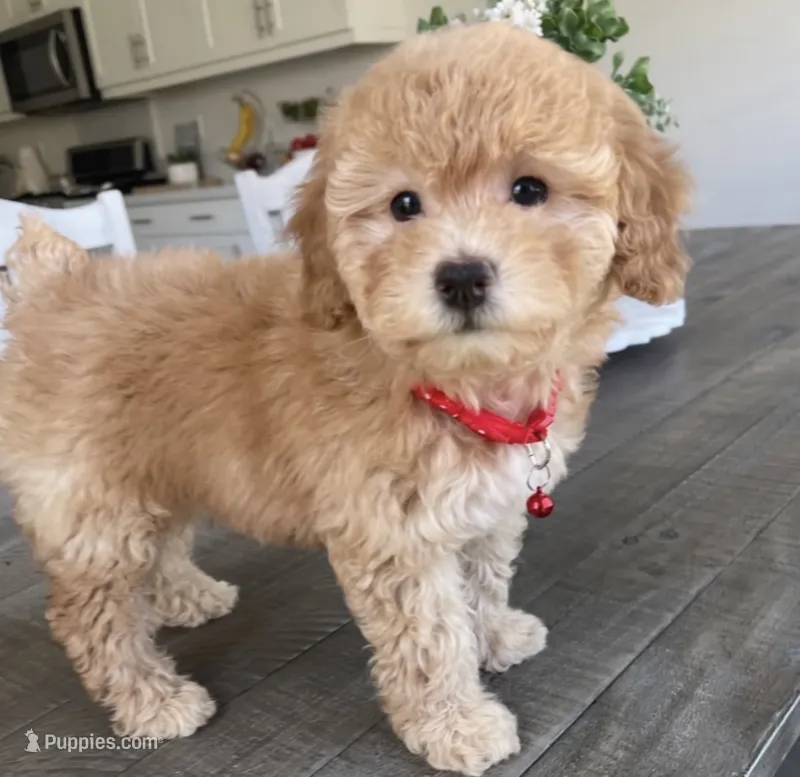 Angel – Maltipoo puppy for sale in Beverly Hills, CA