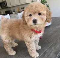 Angel, a female Maltipoo for sale in Beverly Hills, CA – 1 of 1