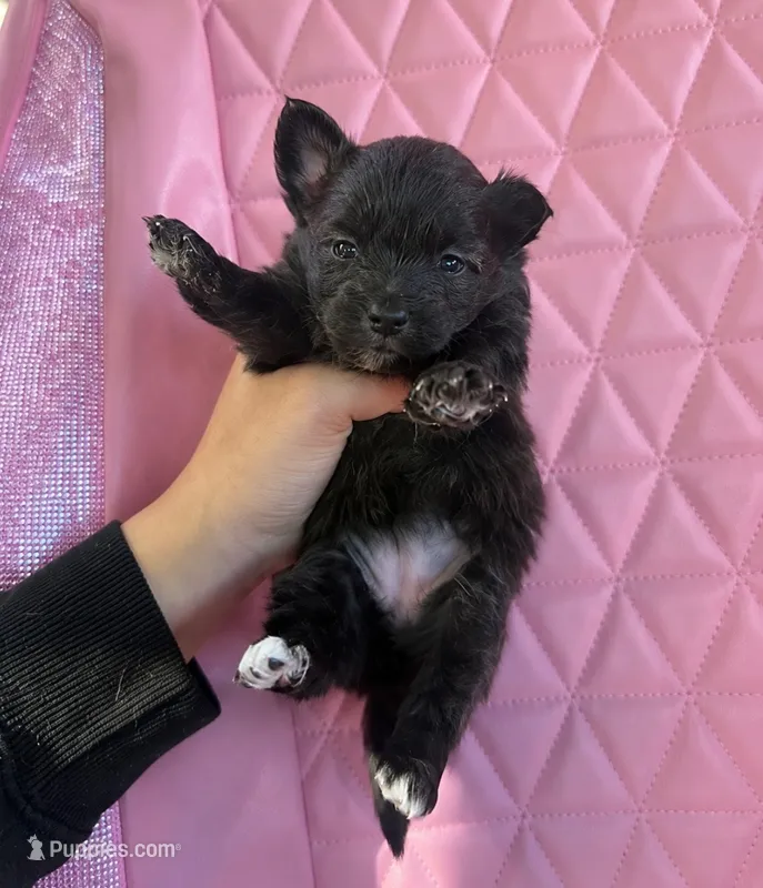 Coco – Pomapoo puppy for sale in Beverly Hills, CA