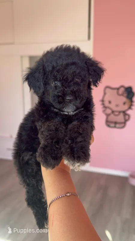 Phoebe – Poodle - Toy  puppy for sale in Canyon Country, CA