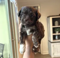 Lola, a female Maltipoo for sale in Beverly Hills, CA – 2 of 2
