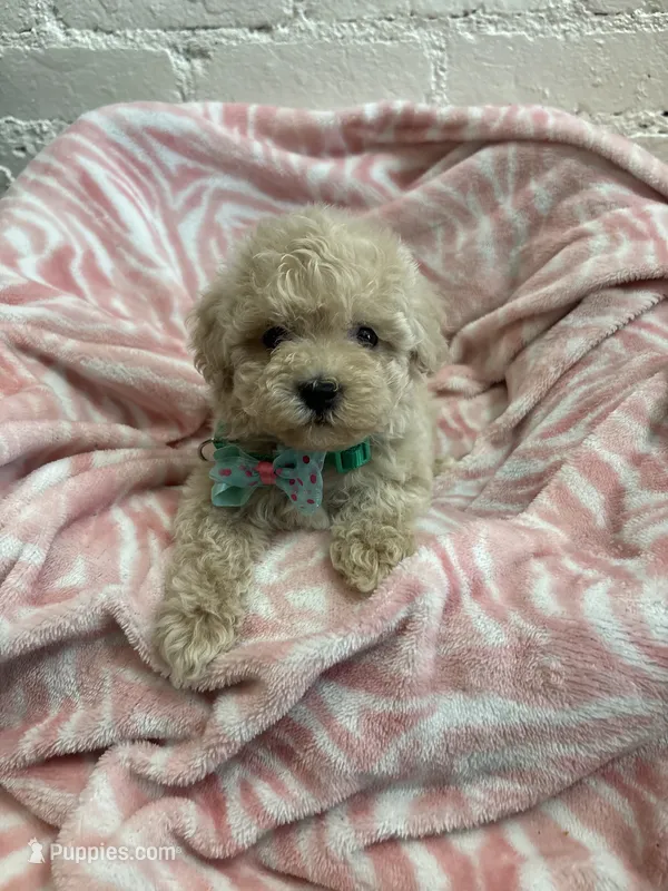 Benji  – Maltipoo puppy for sale in Beverly Hills, CA