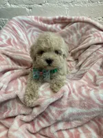 Benji , a male Maltipoo for sale in Beverly Hills, CA – 1 of 3