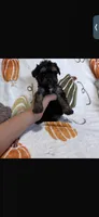 Rocco , a male Yorkipoo for sale in Canyon Country, CA – 2 of 3