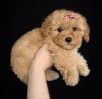 Angel, a female Maltipoo for sale in Beverly Hills, CA – Photo 2 of 2