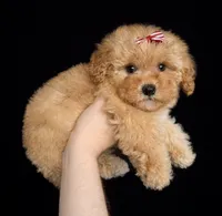 Angel, a female Maltipoo for sale in Beverly Hills, CA – Photo 1 of 2