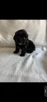 Nala, a female Pomapoo for sale in Canyon Country, CA – 2 of 3