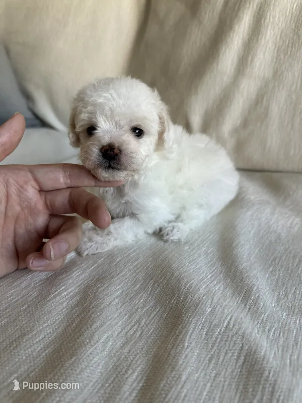 Chica – Pomapoo puppy for sale in Beverly Hills, CA