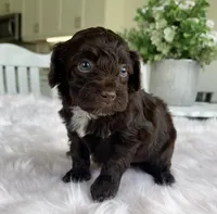 Lola , a female Maltipoo for sale in Beverly Hills, CA – Photo 1 of 2