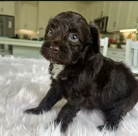 Lola , a female Maltipoo for sale in Beverly Hills, CA – Photo 2 of 2