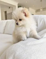Oscar, a male Pomeranian for sale in Canyon Country, CA – 2 of 4