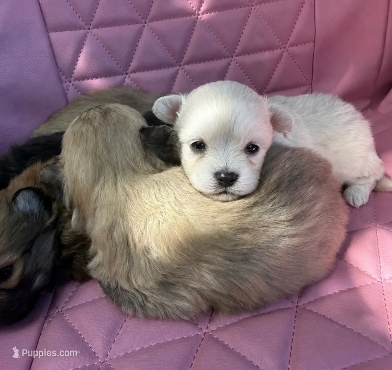 Sadie – Pomapoo puppy for sale in Beverly Hills, CA