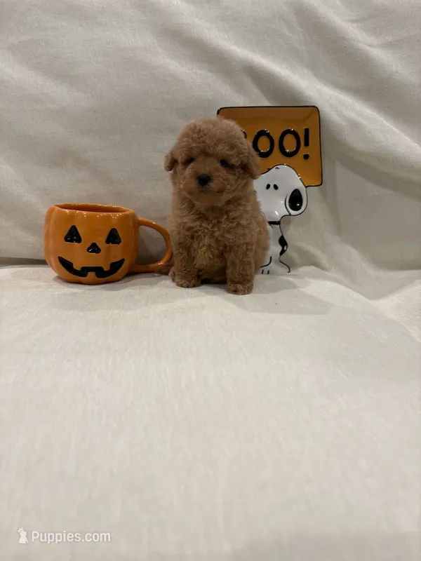 Archie – Poodle - Toy  puppy for sale in Canyon Country, CA