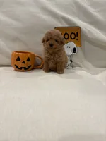 Archie, a male Poodle - Toy  for sale in Canyon Country, CA – 1 of 2