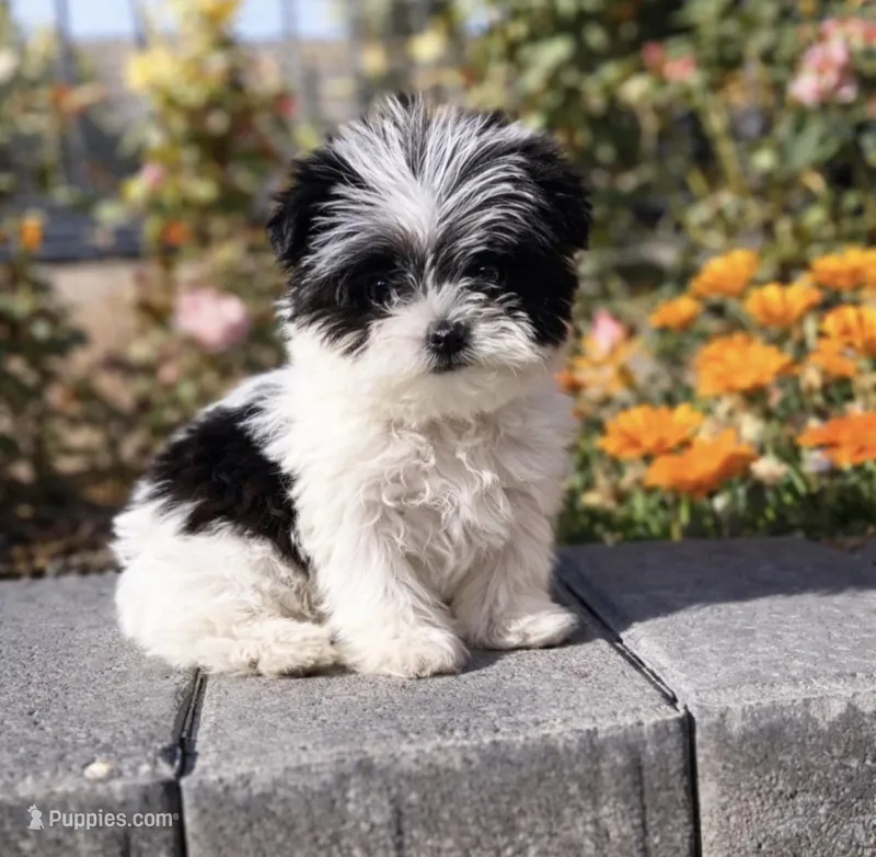 Oreo – Yorkipoo puppy for sale in Beverly Hills, CA