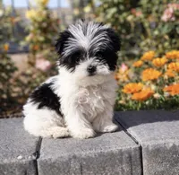 Oreo, a male Yorkipoo for sale in Beverly Hills, CA – Photo 1 of 2