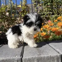Oreo, a male Yorkipoo for sale in Beverly Hills, CA – Photo 2 of 2