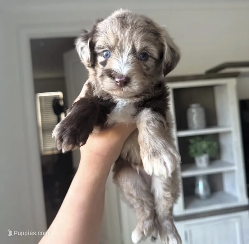 Cooper – Maltipoo puppy for sale in Beverly Hills, CA