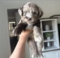 Cooper, a male Maltipoo for sale in Beverly Hills, CA – 1 of 2