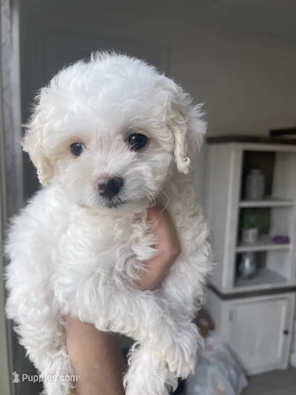 Chica – Pomapoo puppy for sale in Canyon Country, CA