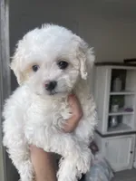 Chica, a female Pomapoo for sale in Canyon Country, CA – 1 of 5