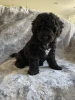 Gigi, a female Poodle - Toy  for sale in Canyon Country, CA – 3 of 6