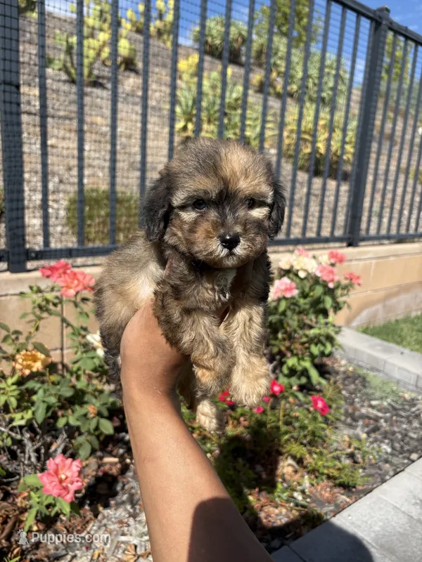 Bella – Maltipoo puppy for sale in Canyon Country, CA