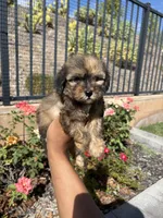 Bella, a female Maltipoo for sale in Canyon Country, CA – 1 of 4