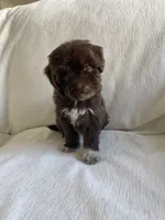 Luna, a female Maltipoo for sale in Canyon Country, CA – 2 of 5