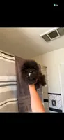 Pepino , a male Pomeranian for sale in Canyon Country, CA – 2 of 5