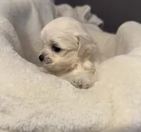 processed/c3fea910-0b8d-4493-967e-07698e26e983/listing/639c959b-0046-4dd7-a84a-72ef070efe4b/39818c83-0c5f-46c2-9f46-ca432f4fd98b