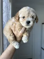 Bella, a female Maltipoo for sale in Canyon Country, CA – 7 of 7