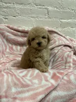 Rosie, a female Maltipoo for sale in Beverly Hills, CA – 4 of 5
