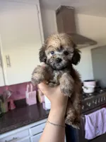 Maxie, a male Maltipoo for sale in Canyon Country, CA – 2 of 5