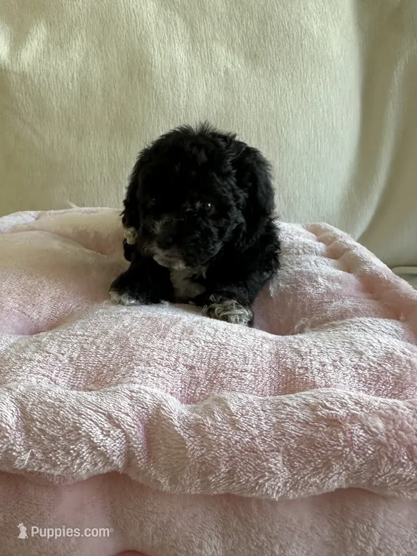 Alfie – Maltipoo puppy for sale in Canyon Country, CA