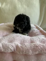 Alfie, a female Maltipoo for sale in Canyon Country, CA – 1 of 5