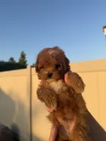 Milo, a male Poodle - Toy  for sale in Beverly Hills, CA – 4 of 5