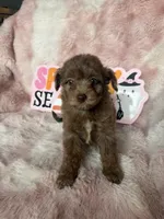 Millie, a female Poodle - Toy  for sale in Canyon Country, CA – 4 of 4