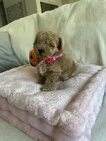 Lola , a male Poodle - Toy  for sale in Canyon Country, CA – 5 of 6