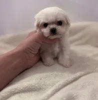 processed/c3fea910-0b8d-4493-967e-07698e26e983/listing/6b811ef8-da34-4b1b-9d4a-6ce710aaad44/c1b75f83-dccb-4030-a6aa-731e4bb9d6cf