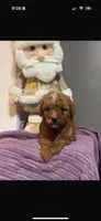 Cleo, a male Poodle - Miniature  for sale in Beverly Hills, CA – Photo 1 of 2