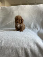 Millie, a female Poodle - Toy  for sale in Canyon Country, CA – 3 of 5