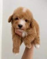 Wally, a male Maltipoo for sale in Beverly Hills, CA – 1 of 2