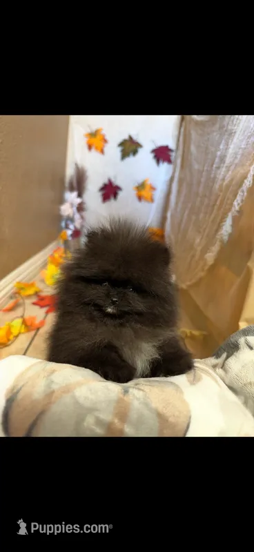 Pepino  – Pomeranian puppy for sale in Canyon Country, CA