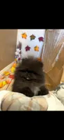 Pepino , a male Pomeranian for sale in Canyon Country, CA – 1 of 5