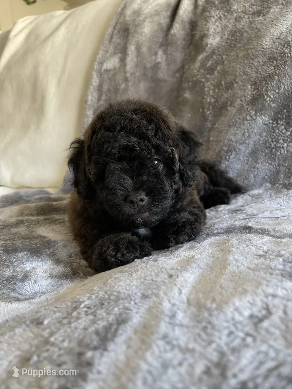 Gizmo  – Poodle - Toy  puppy for sale in Canyon Country, CA